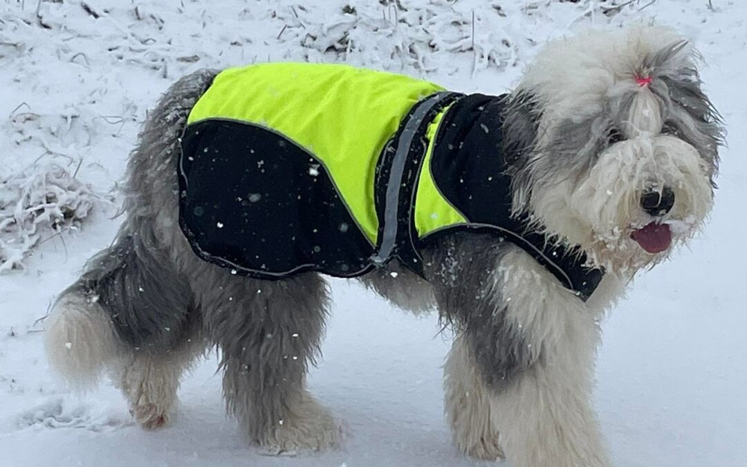 Zimowe spacery z psami